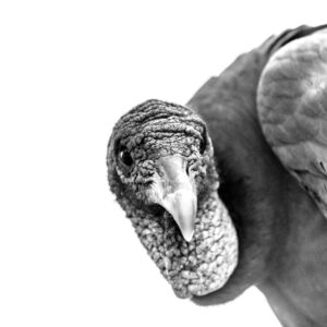 Florida Vulture