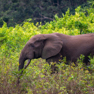 Gabonese Forest Elephant