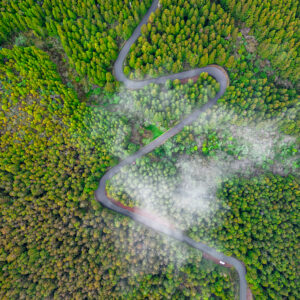 La Réunion Forest