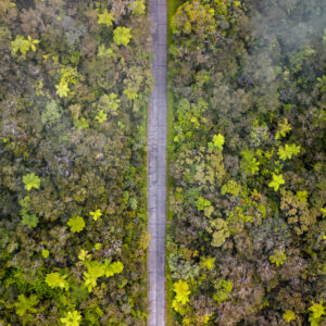 La Réunion Primary Forest