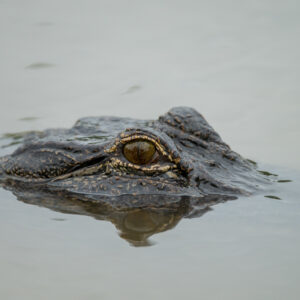 Louisiana Alligator
