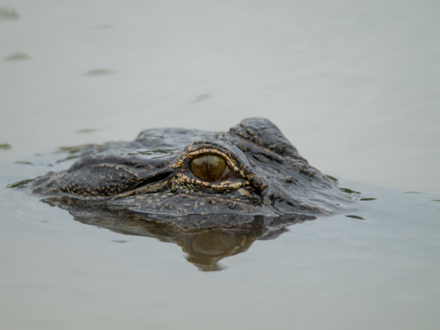 Louisiana Alligator
