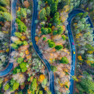 Romanian Forest